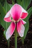 Wilted Tulip_DSCF02337